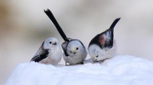 Cute Snow Birds wallpaper thumb