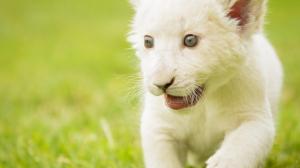 White Lion Cub wallpaper thumb