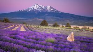 Mountains Fields California Lavender Mount Shasta Farms Desktop wallpaper thumb