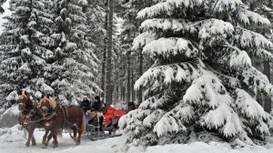 Horse Drawn Carriages In German Winter Forest wallpaper thumb