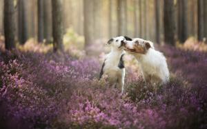 Cute Dogs Playing wallpaper thumb