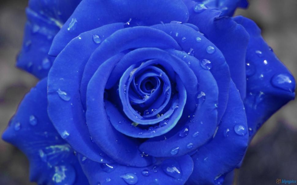 Beautiful Wet Blue Rose wallpaper,roses HD wallpaper,nature HD wallpaper,blue HD wallpaper,flowers HD wallpaper,nature & landscapes HD wallpaper,1920x1200 wallpaper