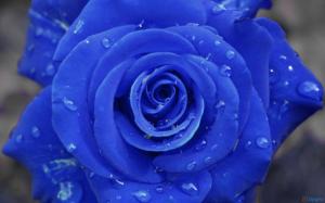 Beautiful Wet Blue Rose wallpaper thumb