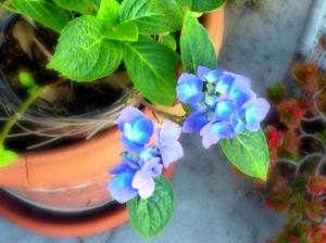 Potted Blue Flowers wallpaper thumb