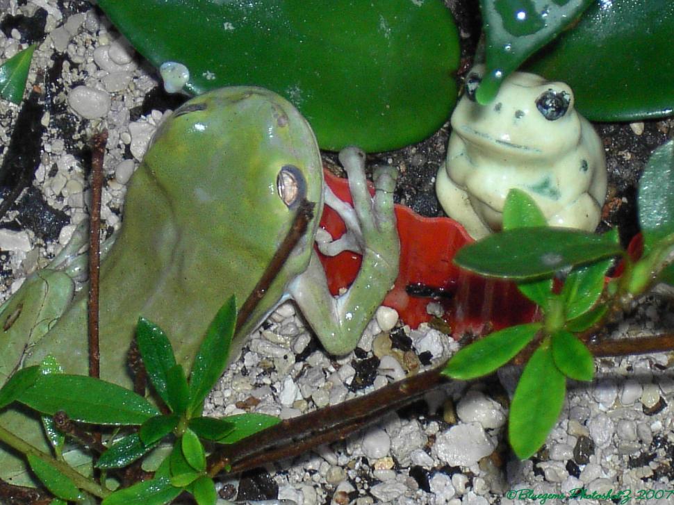 Green Frog Falling In Love With Little Ceramic Frog wallpaper,nature HD wallpaper,frogs HD wallpaper,garden HD wallpaper,green frogs HD wallpaper,animals HD wallpaper,2454x1841 wallpaper