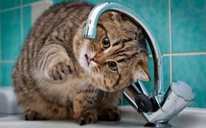 Cat want to drink water wallpaper thumb