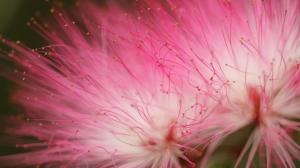 Pink flowers, macro photography, flowers wallpaper thumb