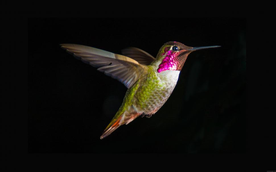 Hummingbird flying on a black background wallpaper,hummingbird HD wallpaper,bird HD wallpaper,animal HD wallpaper,3840x2400 wallpaper