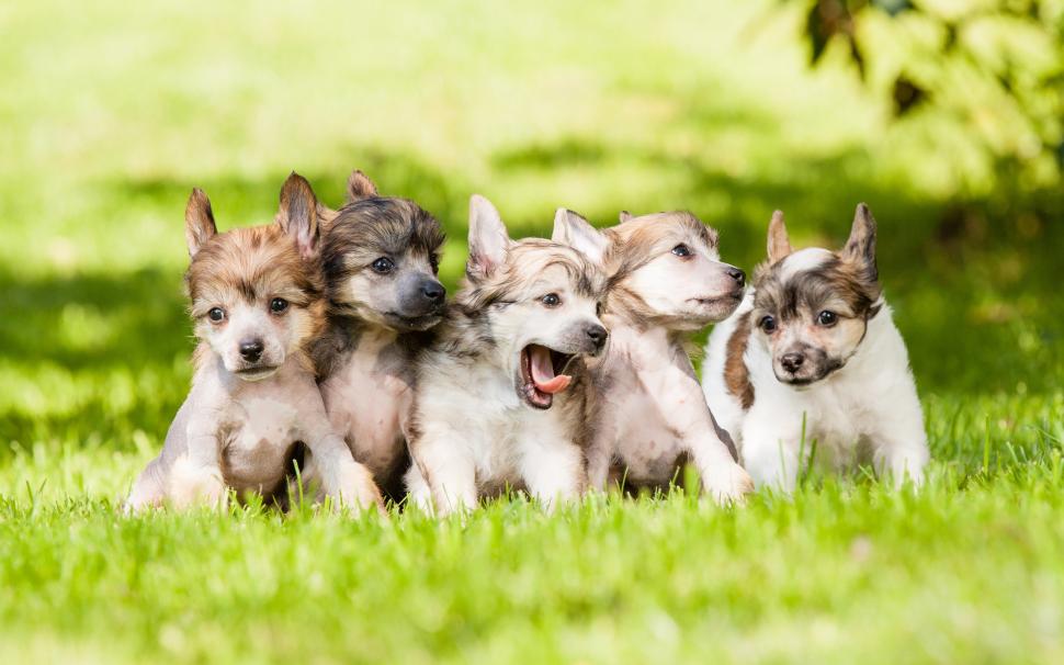 Cute dogs, puppies, grass, lawn wallpaper,Cute HD wallpaper,Dogs HD wallpaper,Puppies HD wallpaper,Grass HD wallpaper,Lawn HD wallpaper,2560x1600 wallpaper