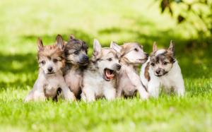 Cute dogs, puppies, grass, lawn wallpaper thumb