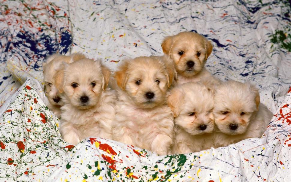 Sweet Baby Puppies wallpaper,mammal HD wallpaper,puppy HD wallpaper,sweet HD wallpaper,animal HD wallpaper,animals HD wallpaper,1920x1200 wallpaper