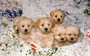 Sweet Baby Puppies wallpaper thumb
