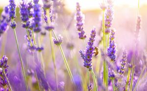 Lavender flowers, bee, sun wallpaper thumb