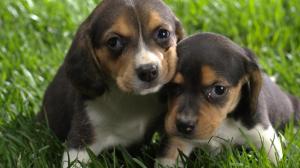 2 Cute Pups wallpaper thumb