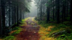 Nature landscape, forest, trees, road, mist wallpaper thumb