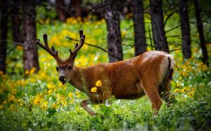 Deer in forest, summer, grass, flowers, Yellowstone National Park, USA wallpaper thumb