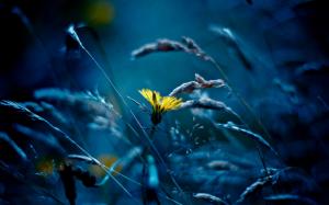 Yellow flower, grass, blue style wallpaper thumb