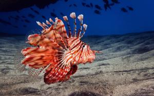 Red Ocean Fish wallpaper thumb