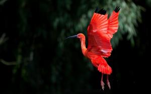 Red Ibis bird Flying wallpaper thumb