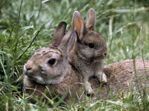 Grass, gray rabbit, bunny wallpaper thumb