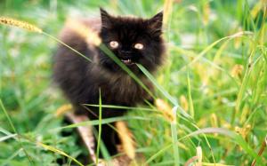 A small black cat in the bushes wallpaper thumb