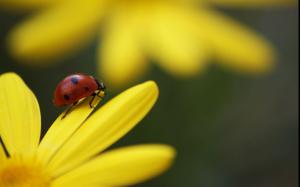 Ladybug On Flower wallpaper thumb