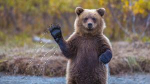 Alaska grizzly bear, say hi wallpaper thumb