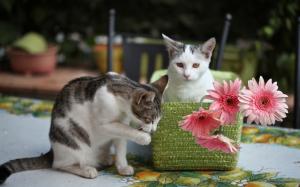 Two kittens, pink flowers, gerbera wallpaper thumb