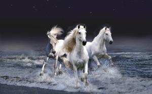 Three White Horses wallpaper thumb
