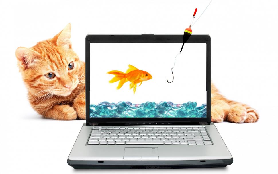 Fishing Cat wallpaper,funny HD wallpaper,2880x1800 wallpaper