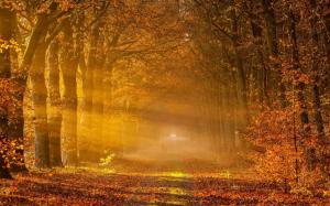Nature autumn, road, trees, yellow leaves, fog, sunlight wallpaper thumb