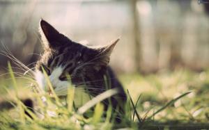 Cat Lying in Grass wallpaper thumb