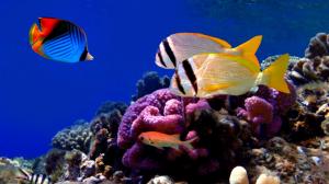 Colorful Corals Fish wallpaper thumb