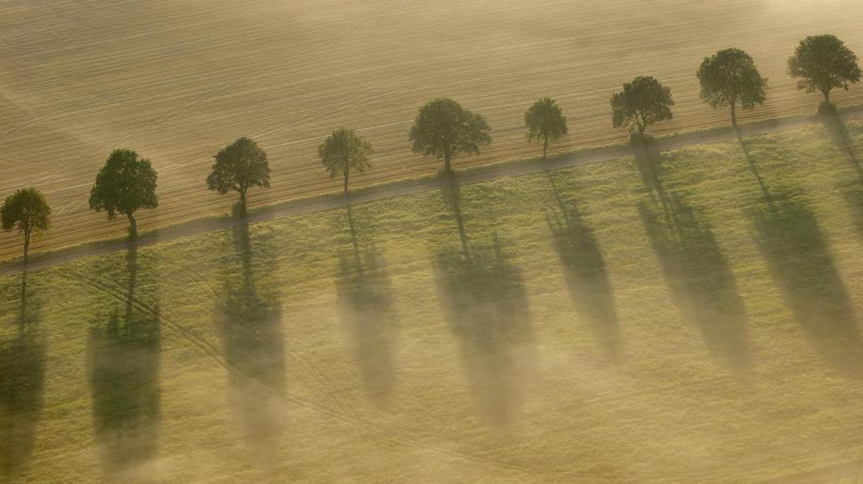 Shadow of the row of trees wallpaper,nature HD wallpaper,1920x1080 HD wallpaper,tree HD wallpaper,shadow HD wallpaper,field HD wallpaper,road HD wallpaper,1920x1080 wallpaper