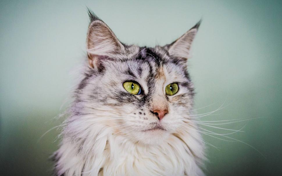 Silver Maine Coon Cat with Green Eyes wallpaper,maine coon cat HD wallpaper,beautiful HD wallpaper,2880x1800 wallpaper
