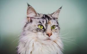 Silver Maine Coon Cat with Green Eyes wallpaper thumb