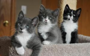 Cute kittens, eyes, faces, white black wallpaper thumb