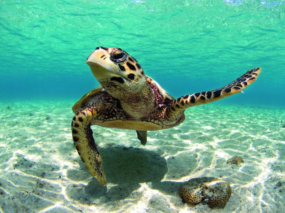 Beautiful Turtle in the Caribbean Sea wallpaper,turtle wallpaper,animal wallpaper,carribean wallpaper,sea wallpaper,water wallpaper,1600x1200 wallpaper