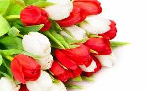 Red and White Tulips wallpaper thumb