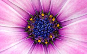 Amazing Purple Flower wallpaper thumb