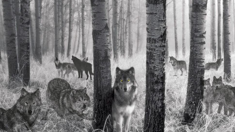 Wolf Spirits Of The Woods wallpaper,woods HD wallpaper,grey wolf HD wallpaper,nature HD wallpaper,wildlife HD wallpaper,red wolf HD wallpaper,animals HD wallpaper,black wolf HD wallpaper,fantasy HD wallpaper,pups HD wallpaper,white wolf HD wallpaper,1920x1080 wallpaper