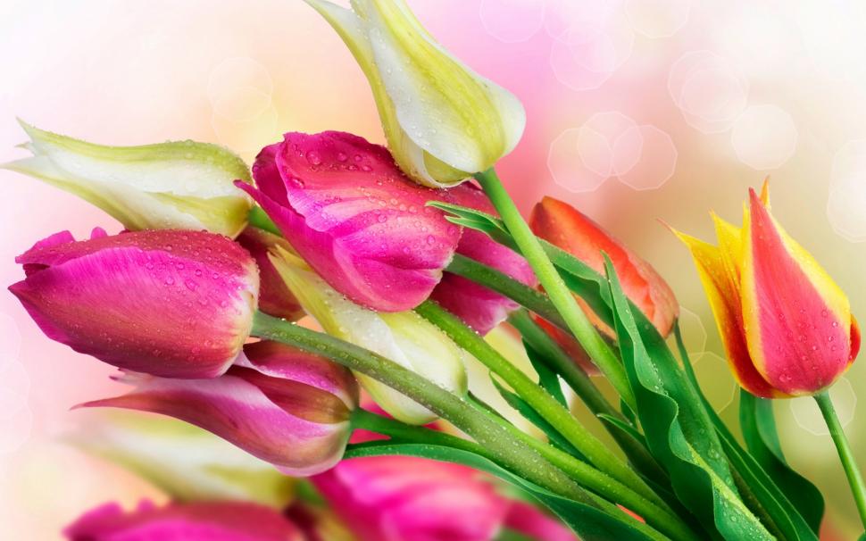 Flowers, tulips, water droplets wallpaper,Flowers HD wallpaper,Tulips HD wallpaper,Water HD wallpaper,Droplets HD wallpaper,2560x1600 wallpaper