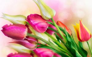Flowers, tulips, water droplets wallpaper thumb