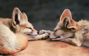 Two sleeping foxes wallpaper thumb