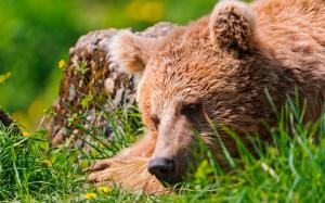 Bear sleep, grass wallpaper thumb