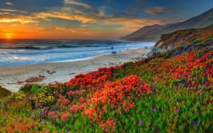 Beach, sea, coast, flowers, sunset wallpaper thumb