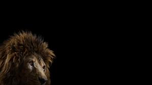Lion, Photography, Black Background, Animals wallpaper thumb