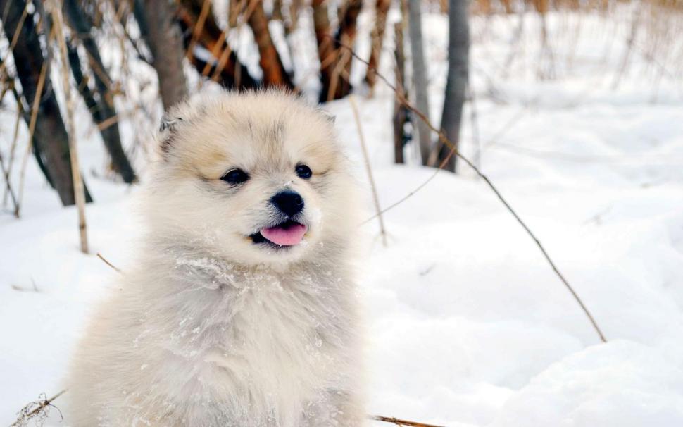 Puppy In The Snow wallpaper,snow HD wallpaper,cute HD wallpaper,animal HD wallpaper,tongue HD wallpaper,animals HD wallpaper,1920x1200 wallpaper