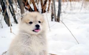 Puppy In The Snow wallpaper thumb