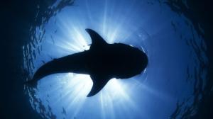 Shark Silhouette Underwater Ocean Sea Sunlight Desktop Background Images wallpaper thumb